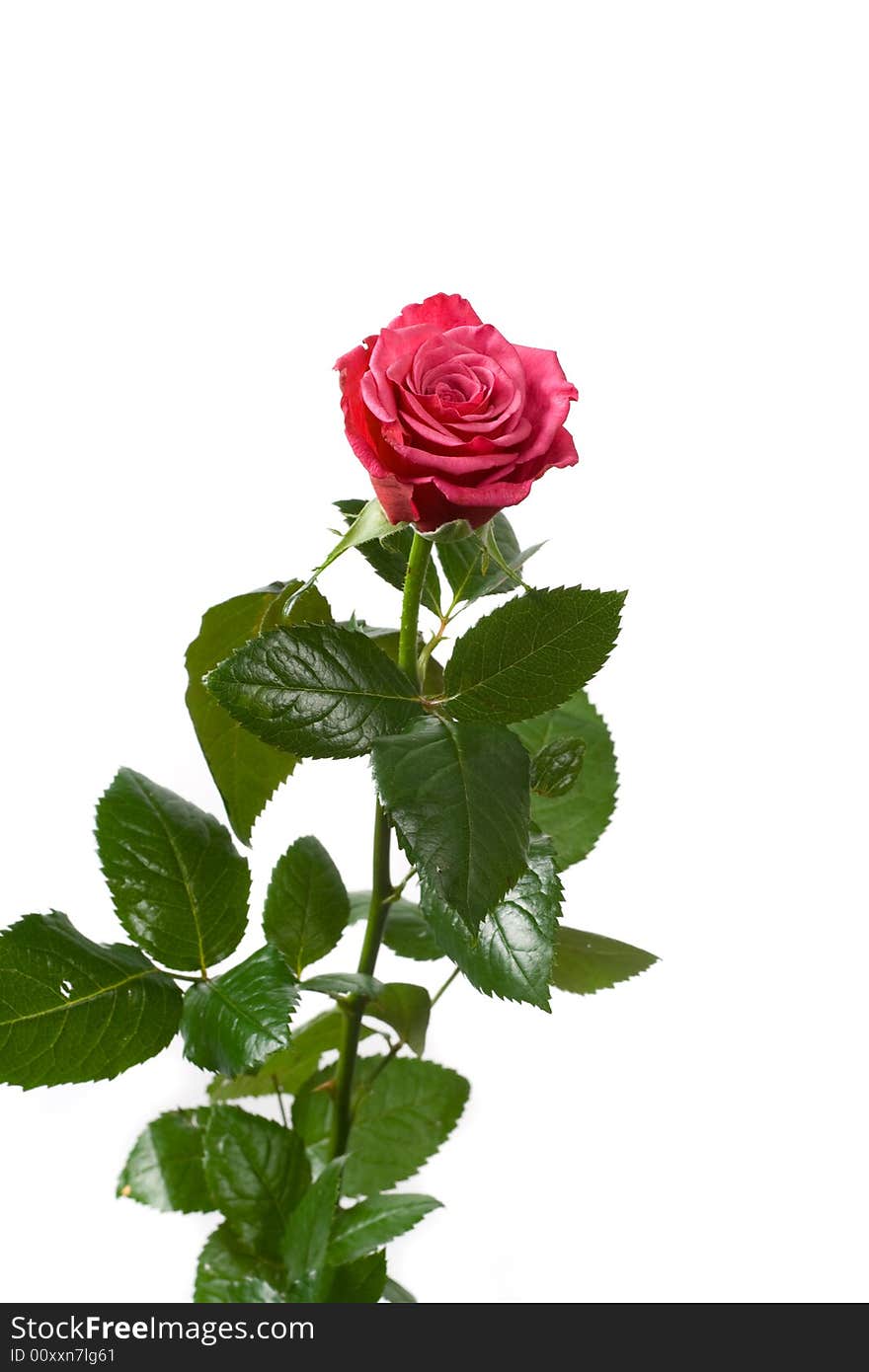 Beautiful red rose on white