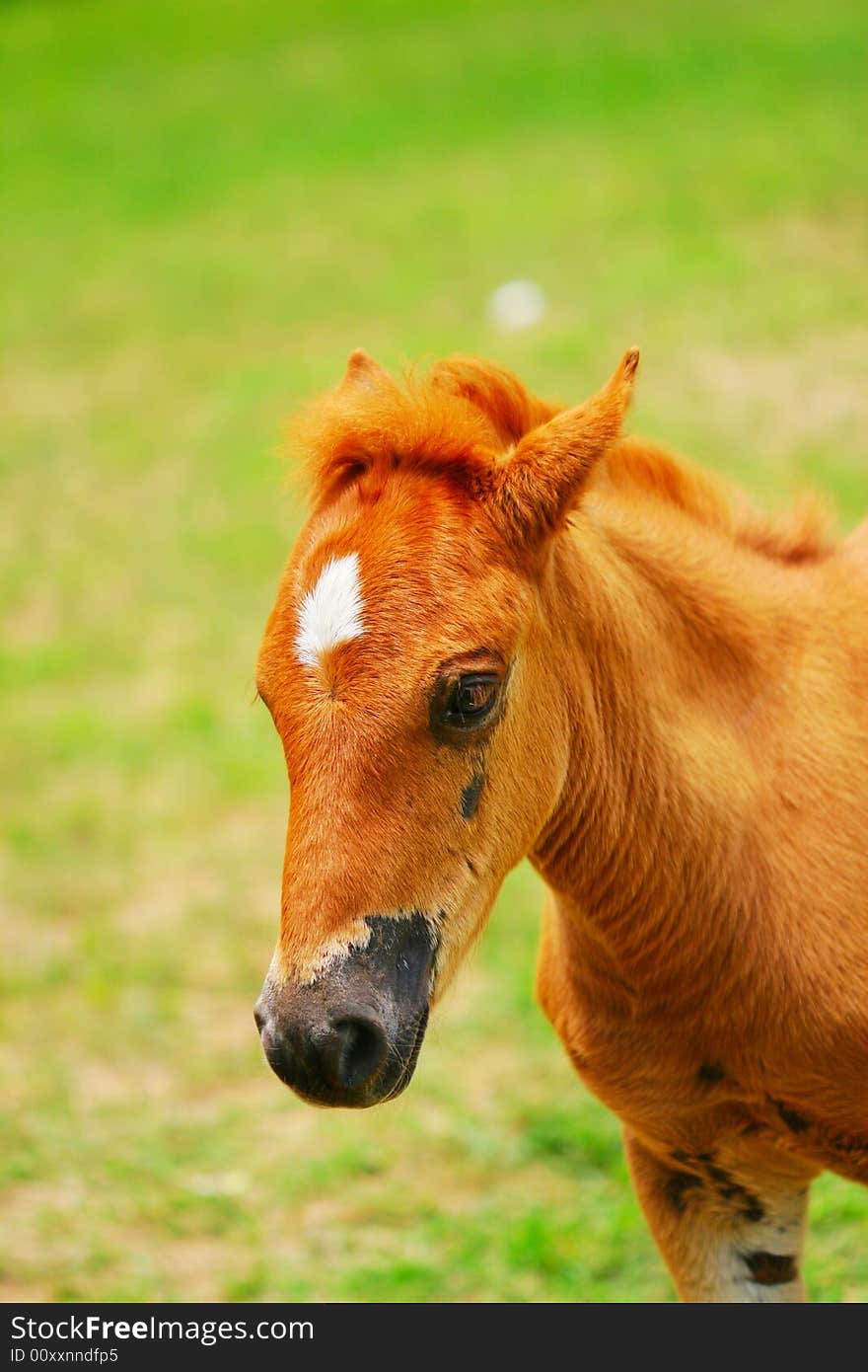 The horse in a meadow . it looks very beautiful