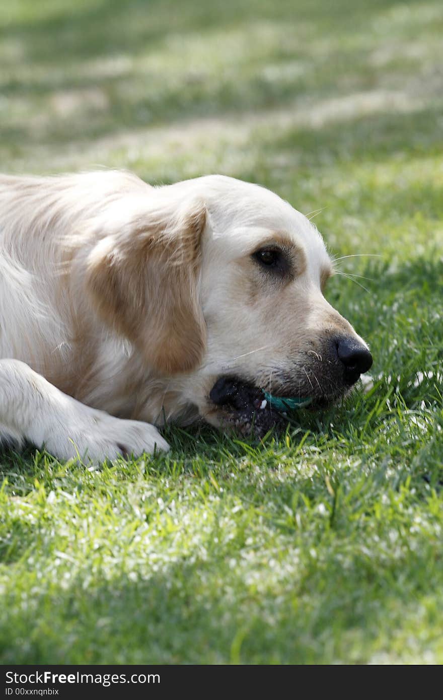 Golden retriever lies on the meadow playing.