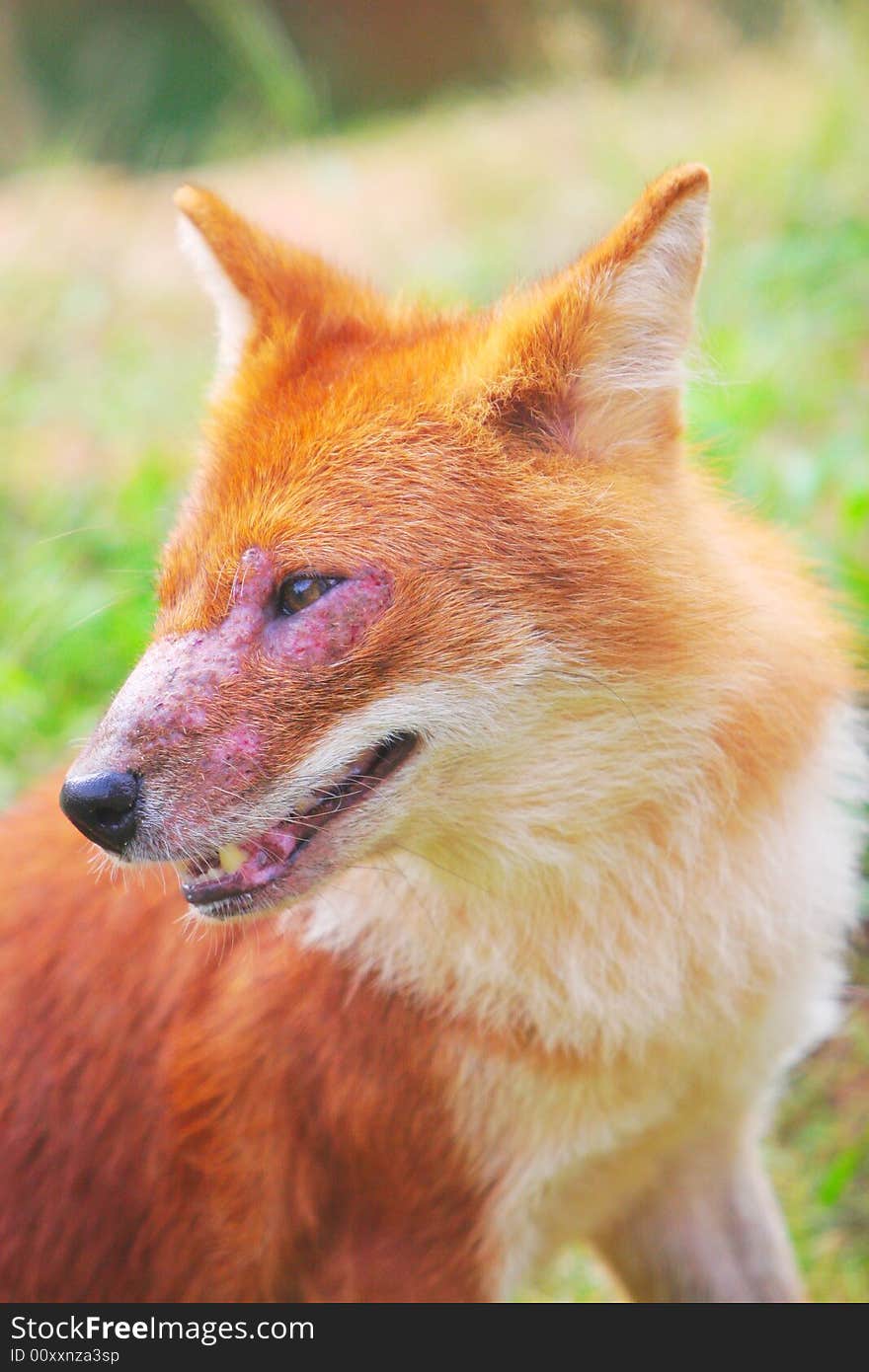 The red dog in a zoo china