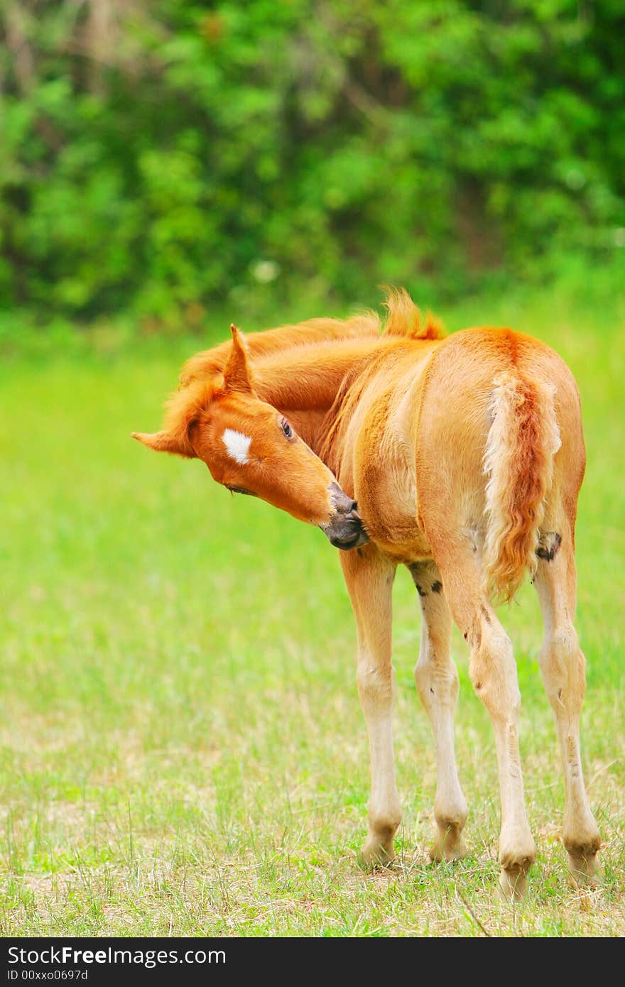 The horse in a meadow . it looks very beautiful