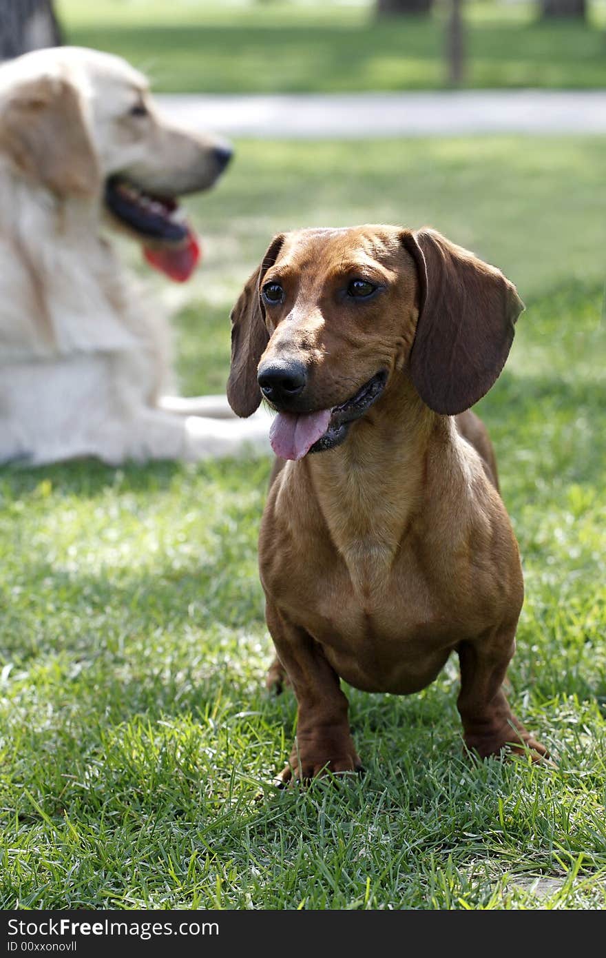 Golden retriever and Dachshund play on the meadow. Golden retriever and Dachshund play on the meadow.