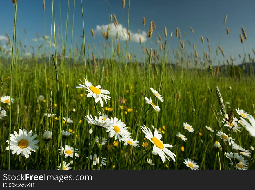 Beautiful summer landscape in Slovakia. Beautiful summer landscape in Slovakia