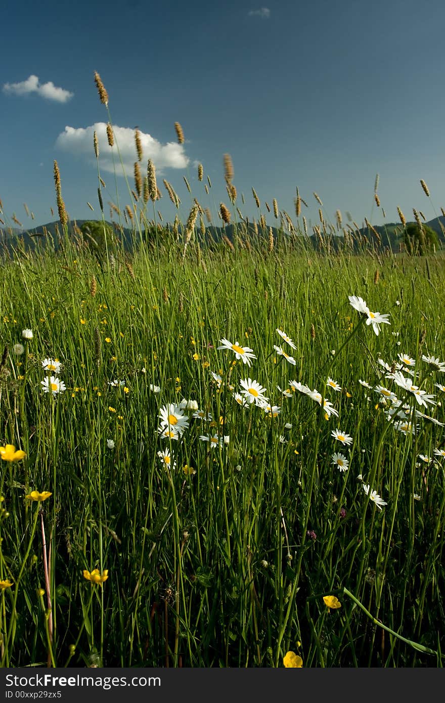 Beautiful summer landscape in Slovakia. Beautiful summer landscape in Slovakia