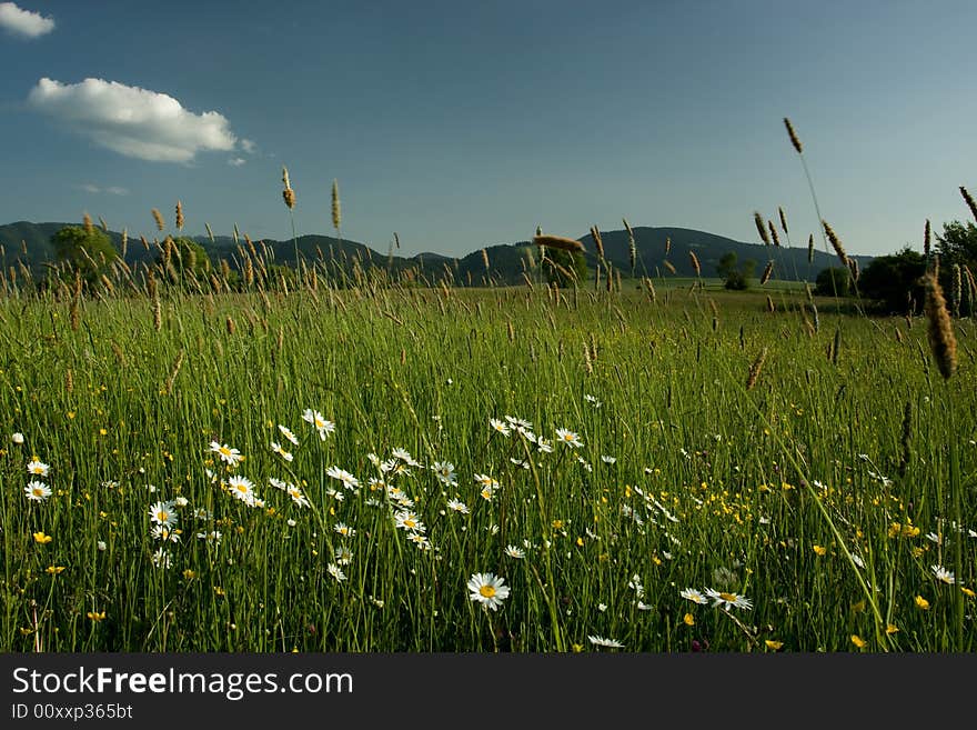 Beautiful summer landscape in Slovakia. Beautiful summer landscape in Slovakia