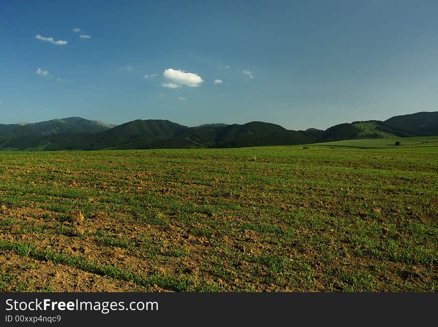 A field with young grown green crop