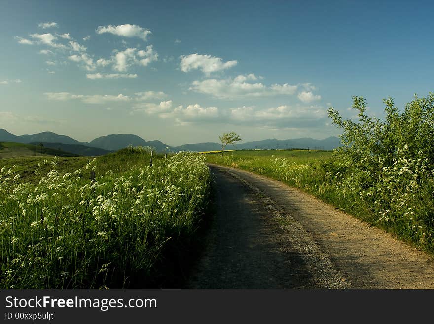 Beautiful summer landscape