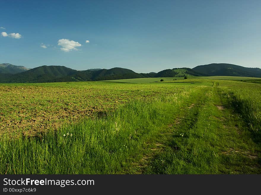 Beautiful summer landscape