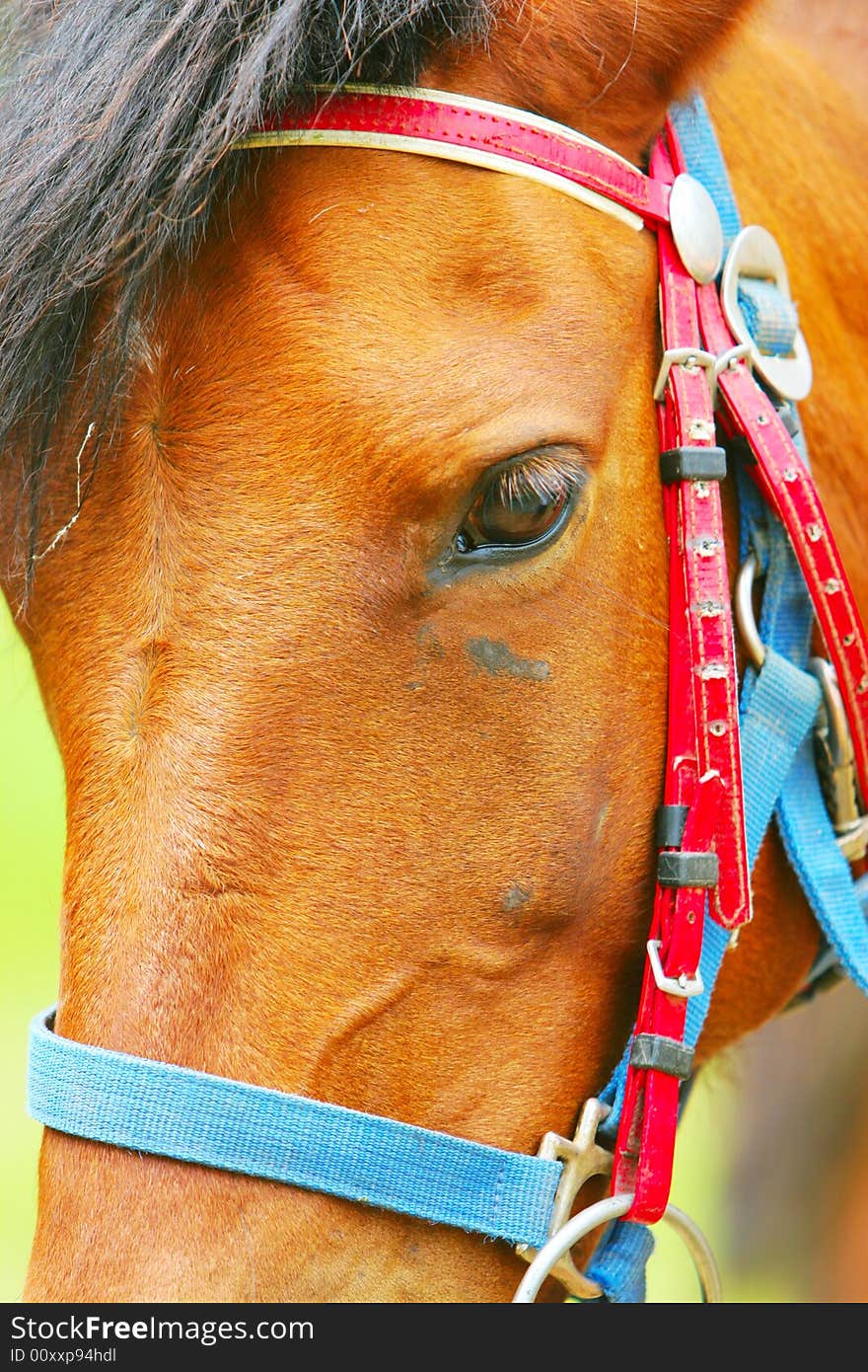 The horse in a meadow . it looks very beautiful