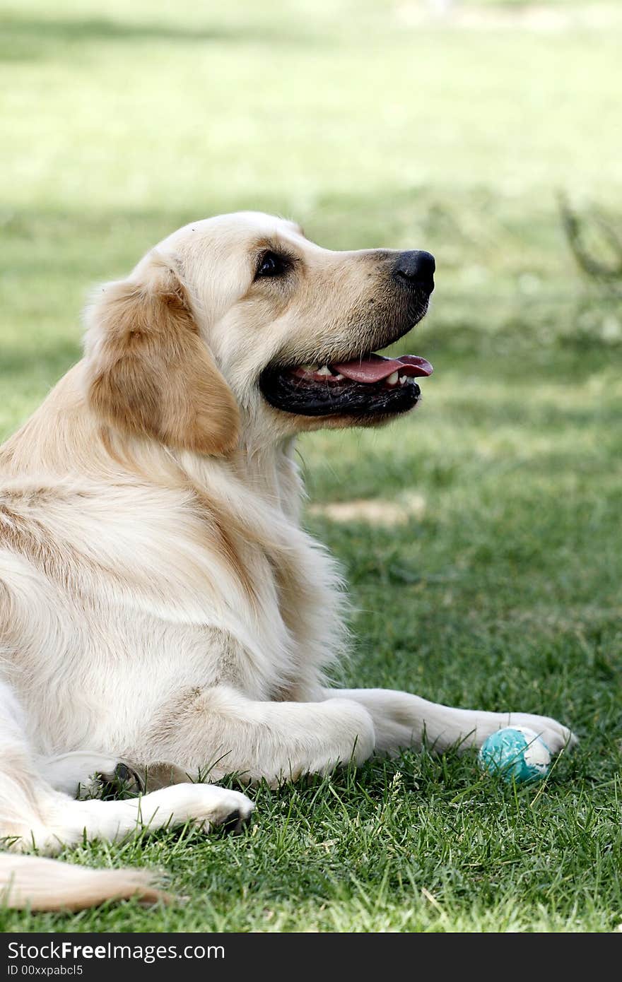 Golden retriever lies on the meadow having a rest.