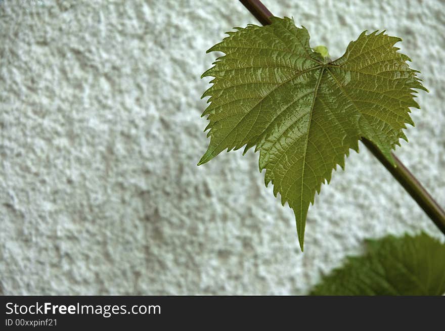 Wall of leaves