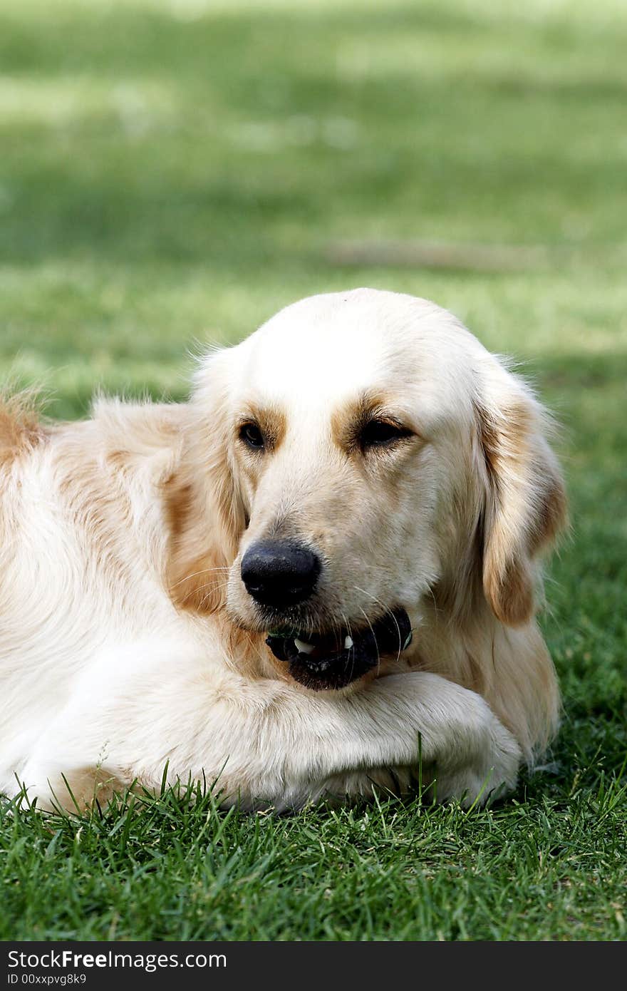 Golden retriever is a little tired, it is having a rest on the meadow at this moment