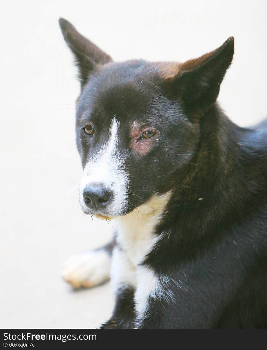 A  dog is watching something .it's looks very cut