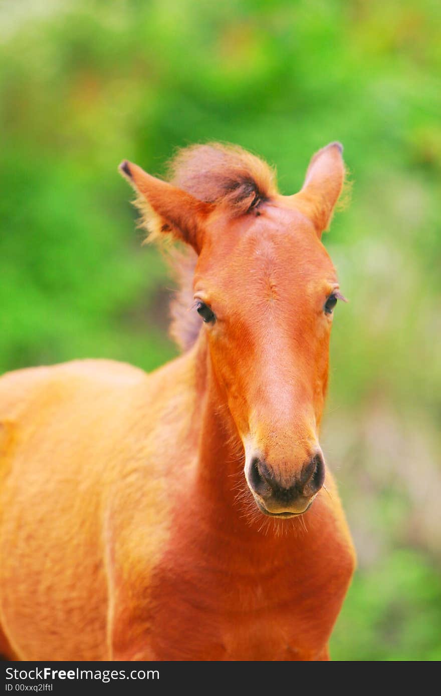 The horse in a meadow . it looks very beautiful