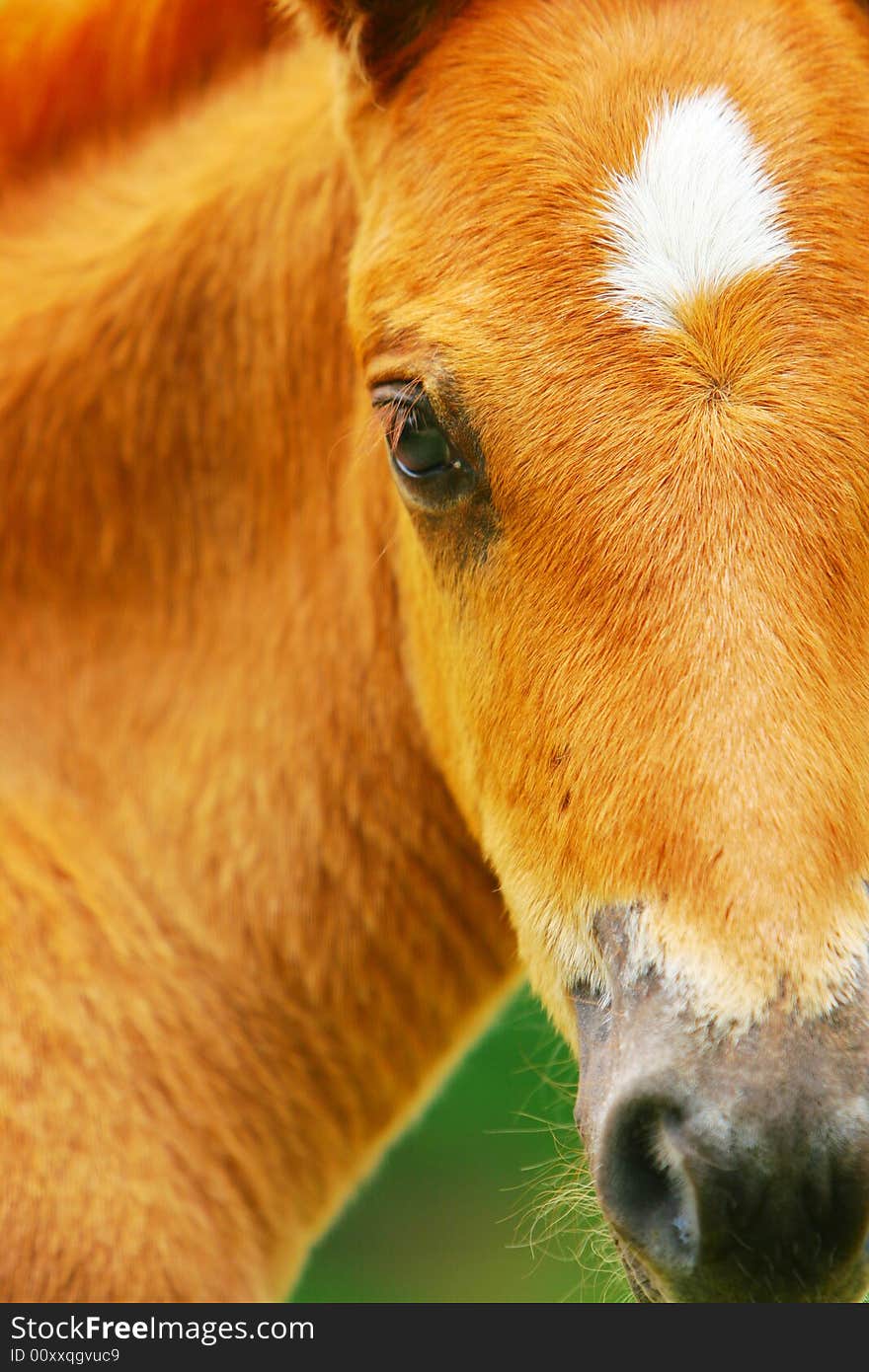 The horse in a meadow . it looks very beautiful