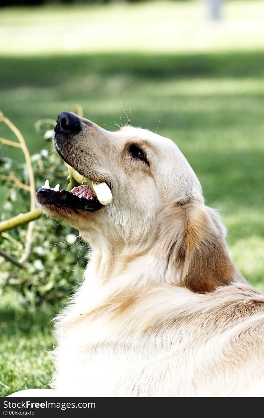 Golden retriever is gnawing the branch at this moment