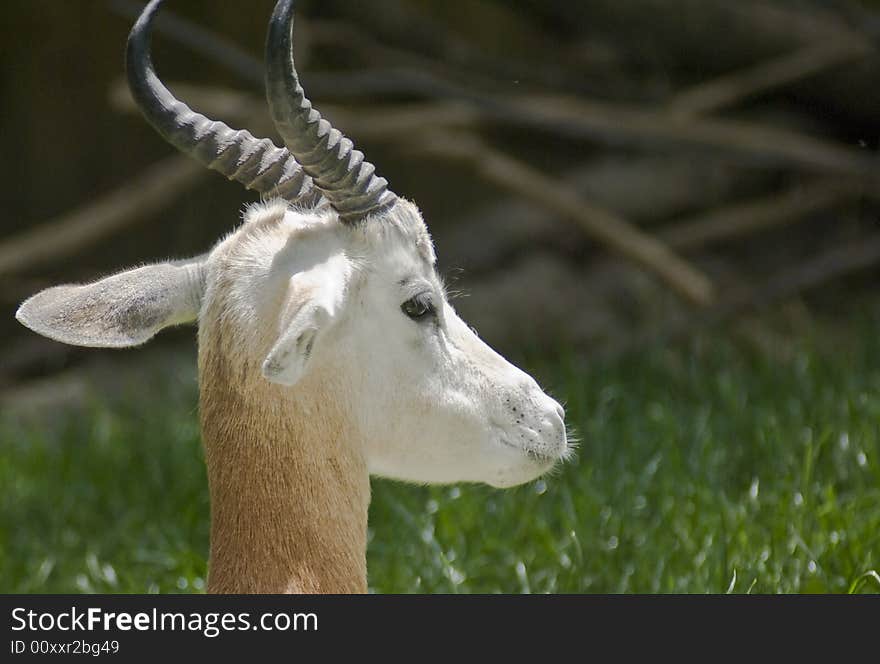 Gazelle