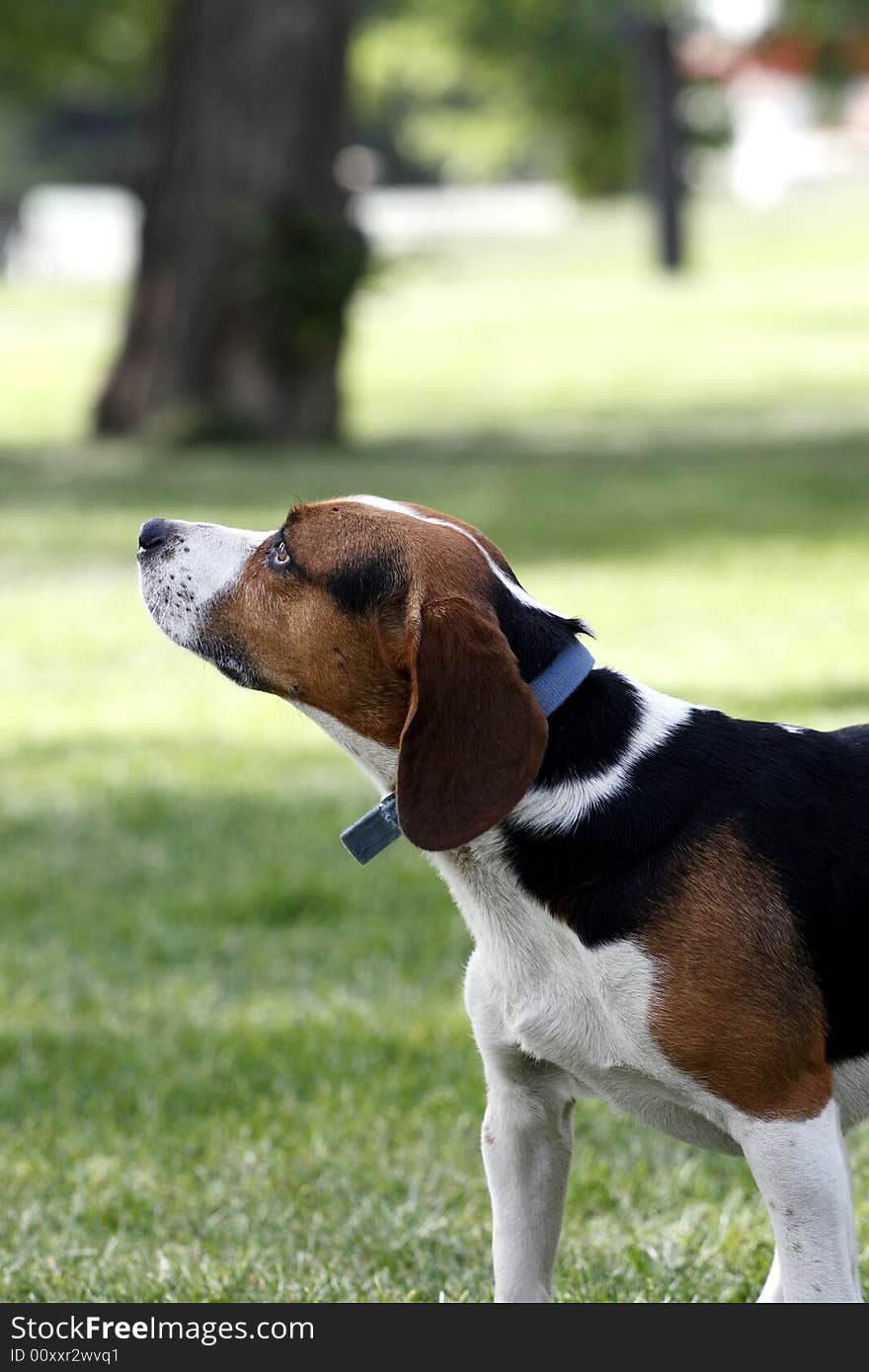 A cute beagle dog stand on the lawn.
It is looking at the surrounding environment vigilantly.