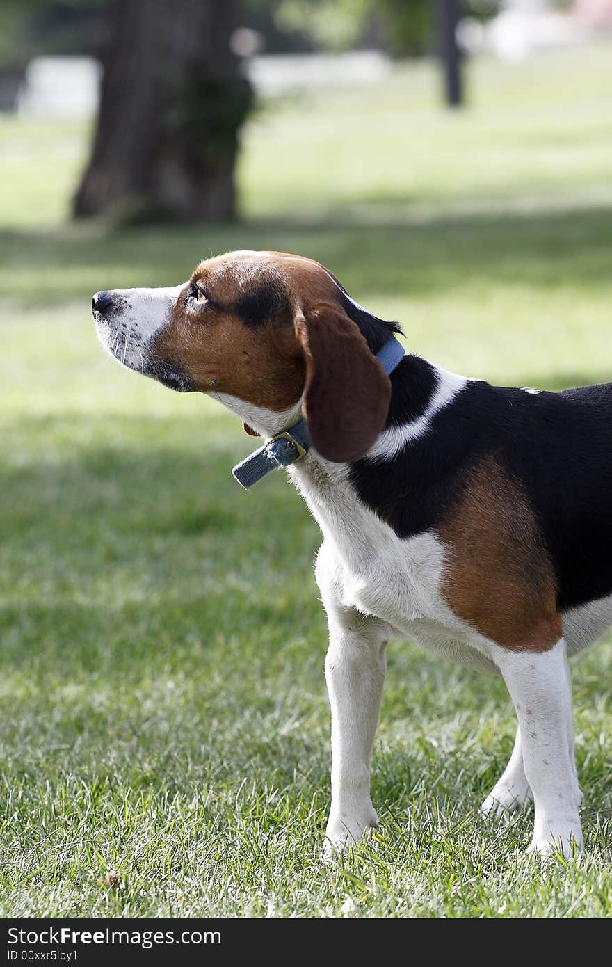 A cute beagle dog stand on the lawn. It is looking at the surrounding environment vigilantly.