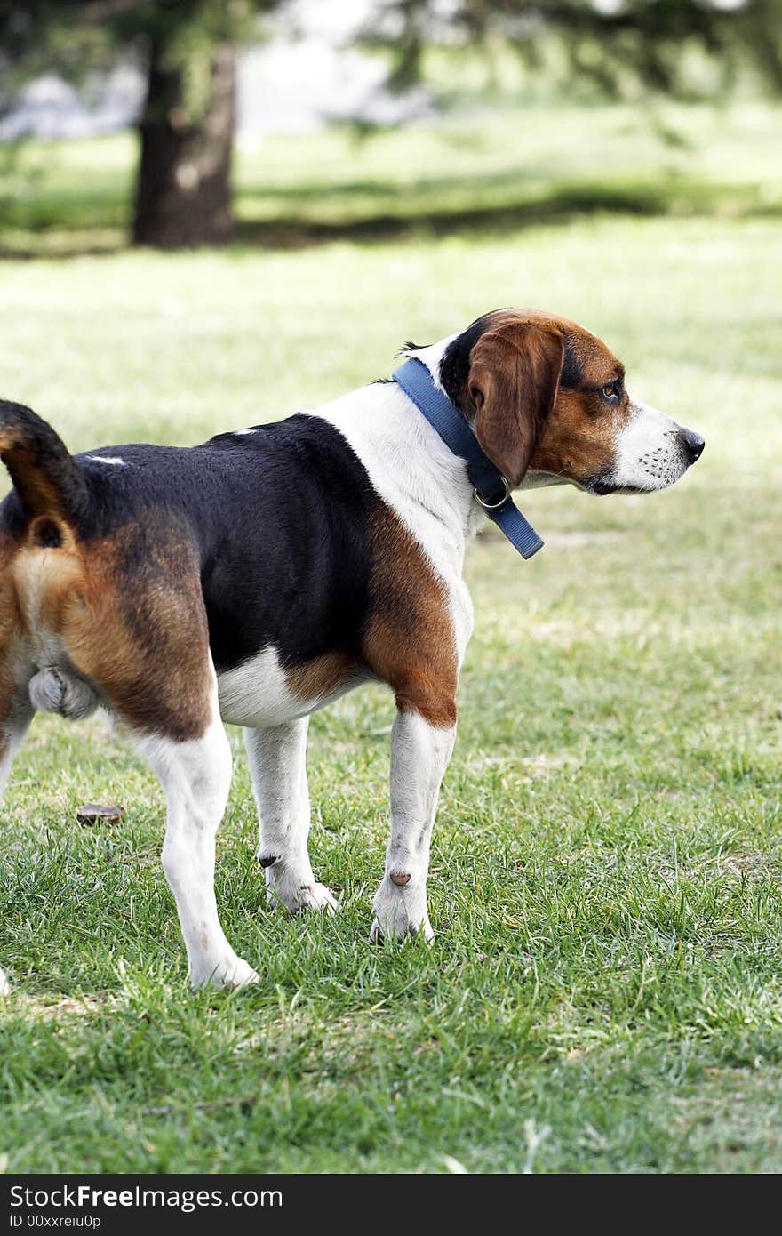 A cute beagle dog stand on the lawn.
It is looking at the surrounding environment vigilantly.