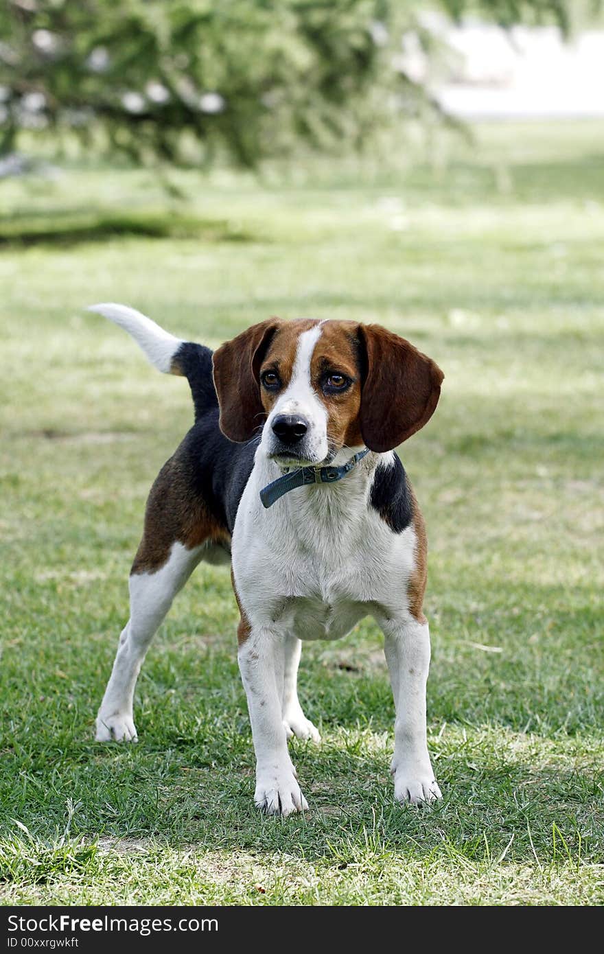 A beautiful beagle dog stand on the lawn. It is looking at the surrounding environment vigilantly. A beautiful beagle dog stand on the lawn. It is looking at the surrounding environment vigilantly.