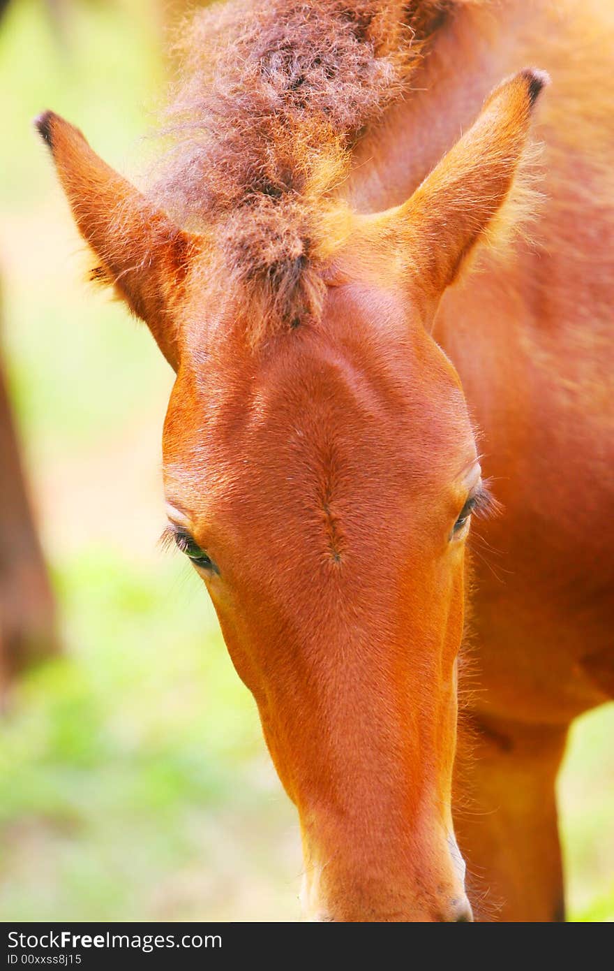 The horse in a meadow . it looks very beautiful