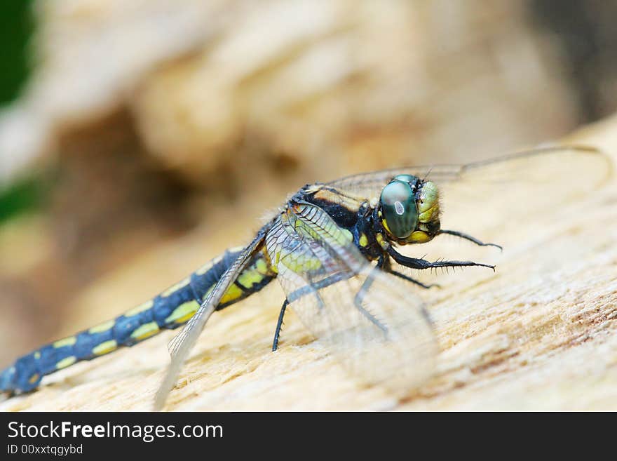 The dragonfly on a plant .waiting for the food .