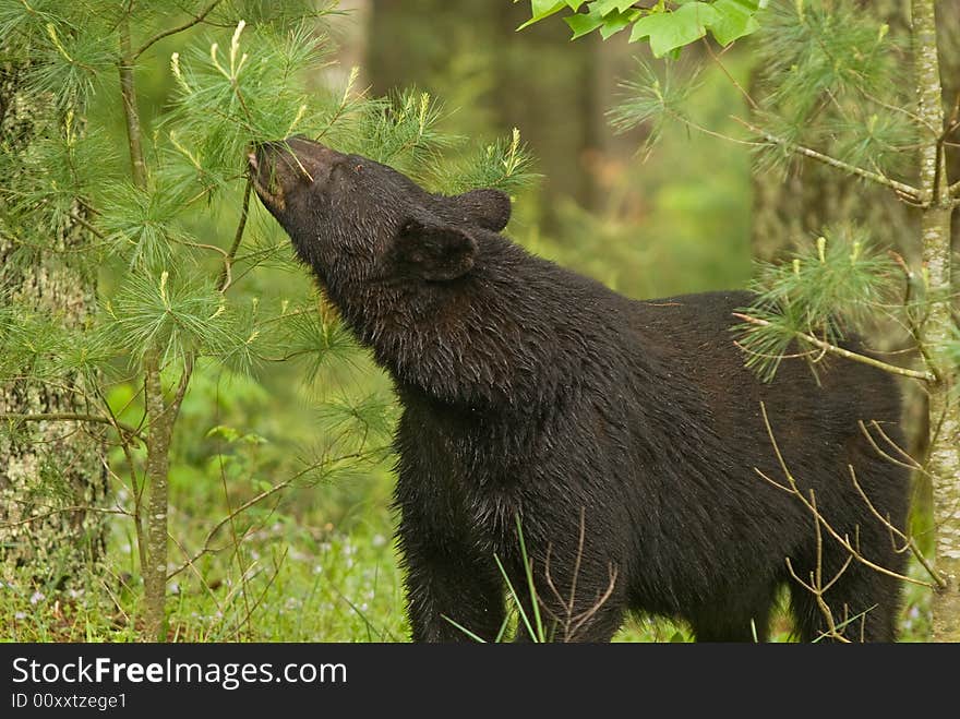 A shot of a bear that came out of the woods and nibbled on pine shoots. A shot of a bear that came out of the woods and nibbled on pine shoots.