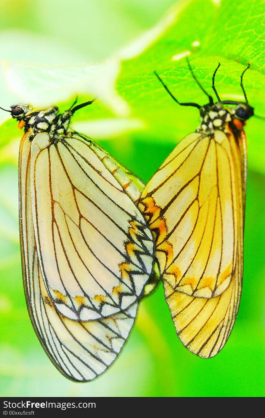 Butterfly(Acraea Issoria Hubner)