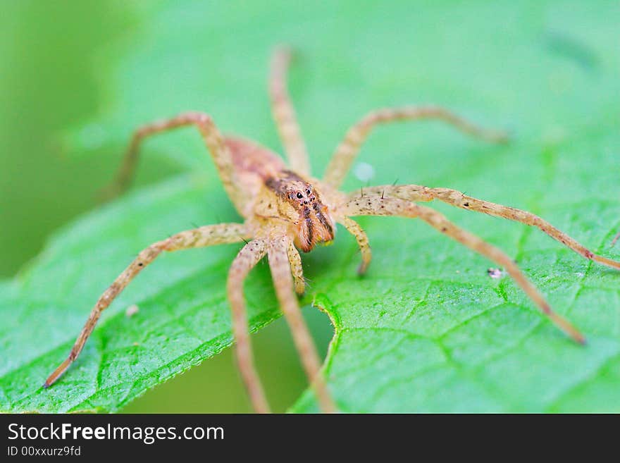 The spide, shoot it in a garden .