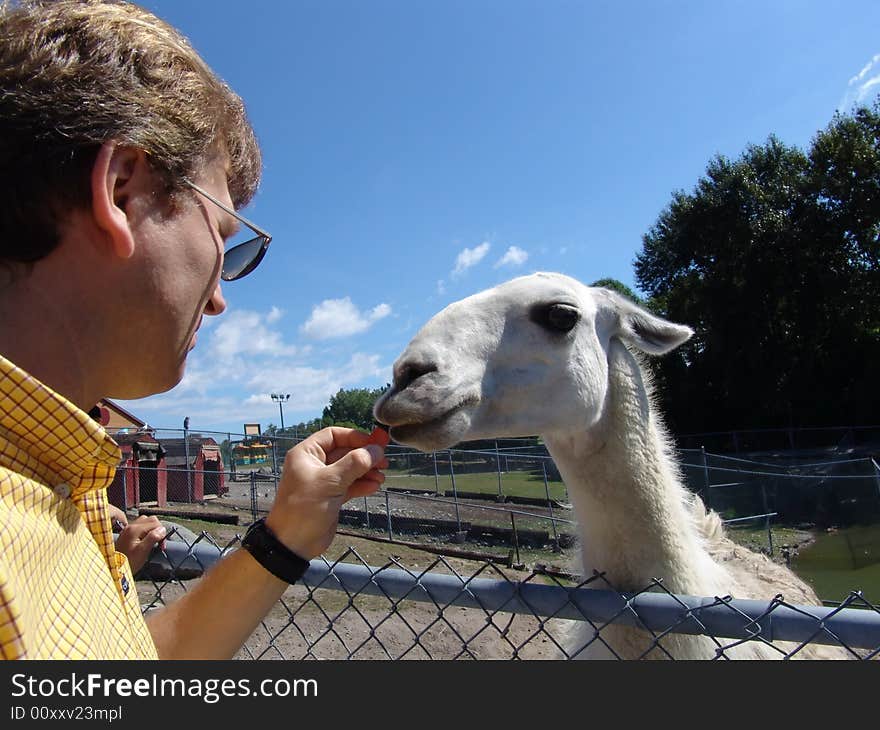 Llama eating carrot from man. Llama eating carrot from man