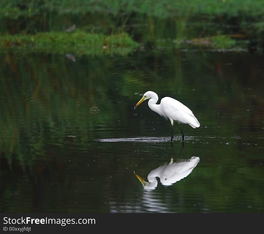 Egret Reflection