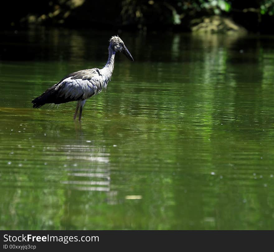 The Asian Openbill Stork, Anastomus oscitans, is a large wading bird in the stork family Ciconiidae. It is a resident breeder in tropical southern Asia from India and Sri Lanka east to Southeast Asia. Sometimes it is referred to as just Asian Openbill. Open bill Stork is strolling around for food