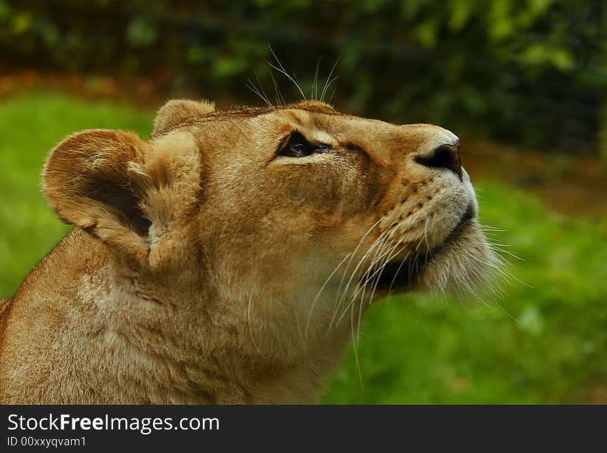 Lioness is looking for prey or food in late afternoon, the gloden glow of sunlight enhanced glamour of the charismatic face