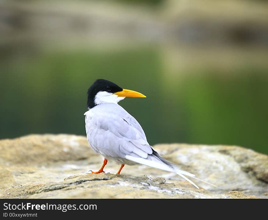 River Tern (Sterna aurantia) is a bird in the tern family . It is a resident breeder along inland rivers from Iran east through Pakistan into India and Myanmar to Thailand, where it is uncommon. Unlike most Sterna terns, it is almost exclusively found on freshwater, rarely venturing even to tidal creeks.