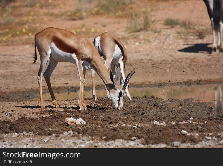 Springbok Drinking