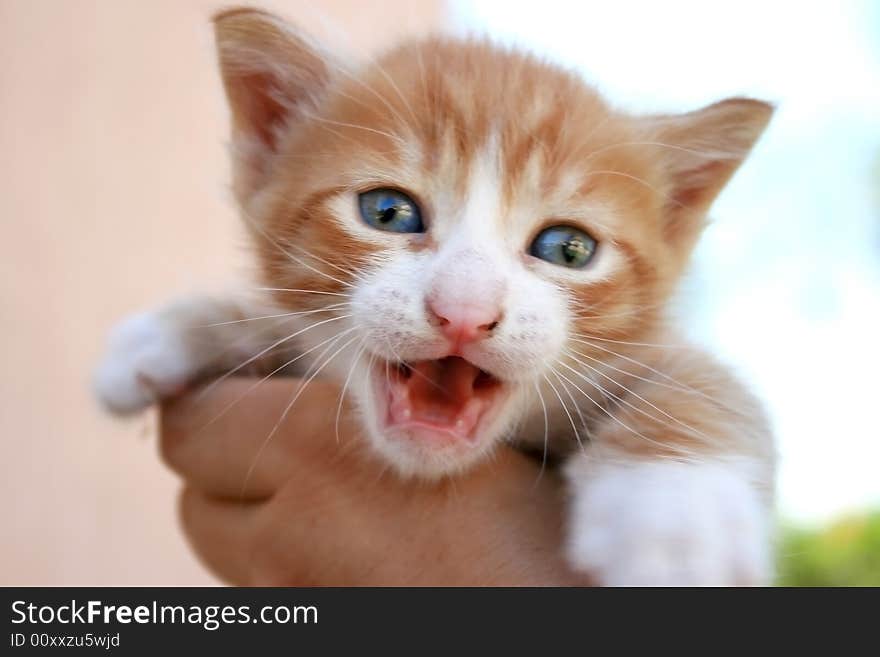 Nice little kitten in the girl's hand.