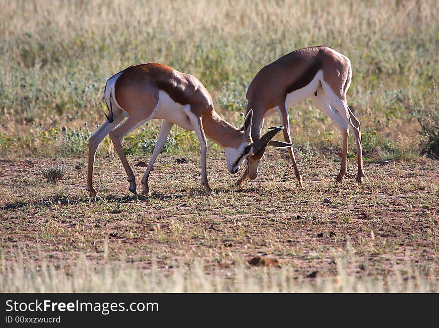 Young male springbok fighting for teritorial dominance