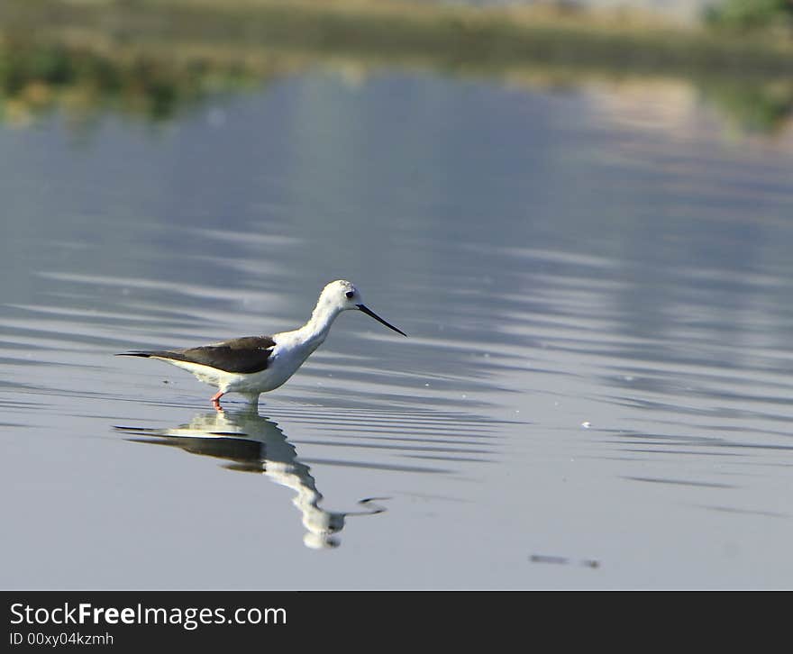 Sandpiper