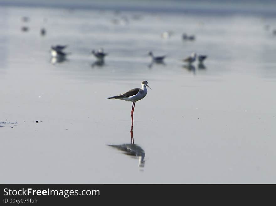 Sandpiper