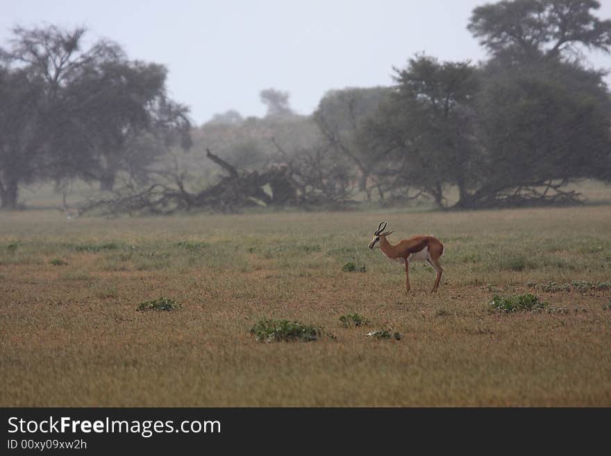 Springbok standing in the rain in Kalahari. Springbok standing in the rain in Kalahari