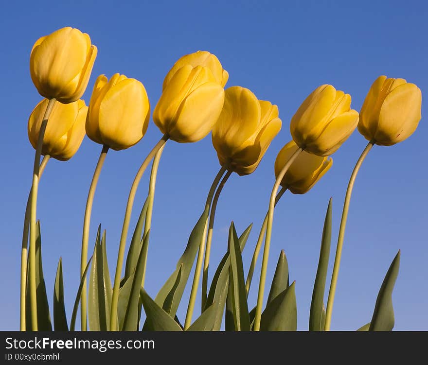 Several yellow tulips with a clear blue sky