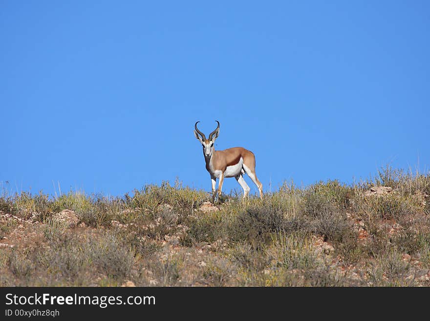 Male springbok on dune looking over teritory. Male springbok on dune looking over teritory