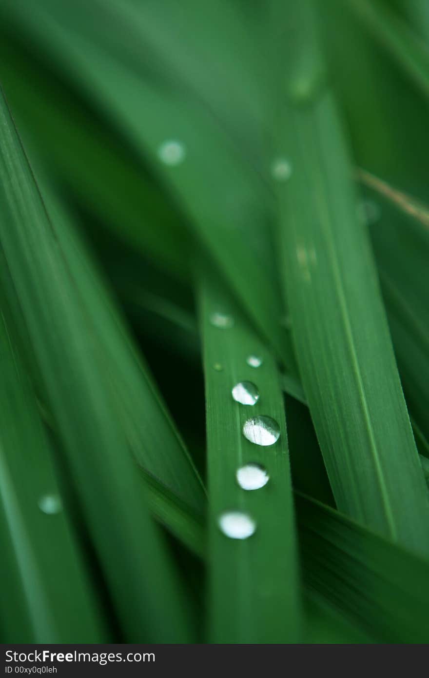 It is bead on the grass