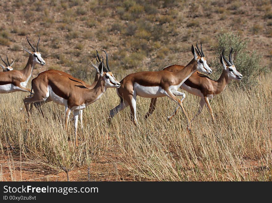 Springbok breading herd running through the grass. Springbok breading herd running through the grass