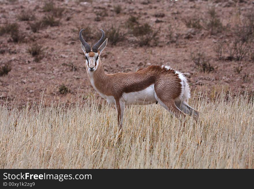 Springbok wet