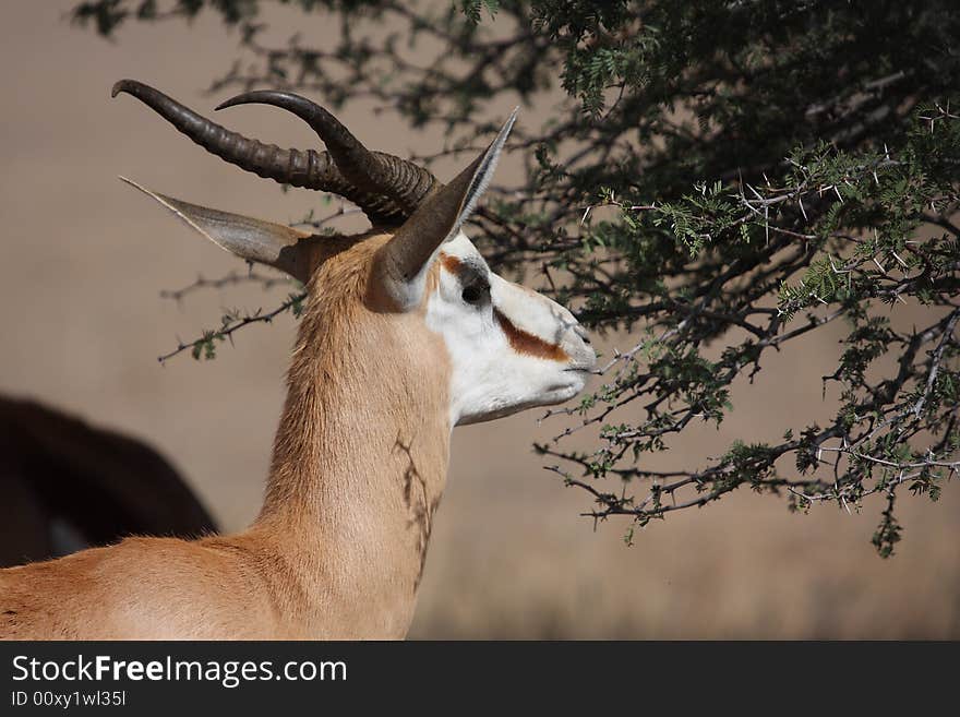 Springbok male browsing on young green leaves. Springbok male browsing on young green leaves