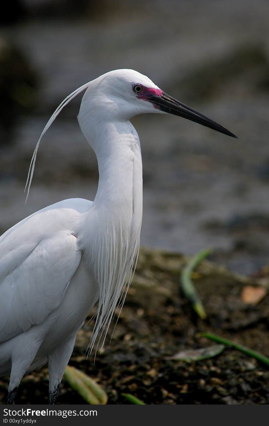 Egrets portrait