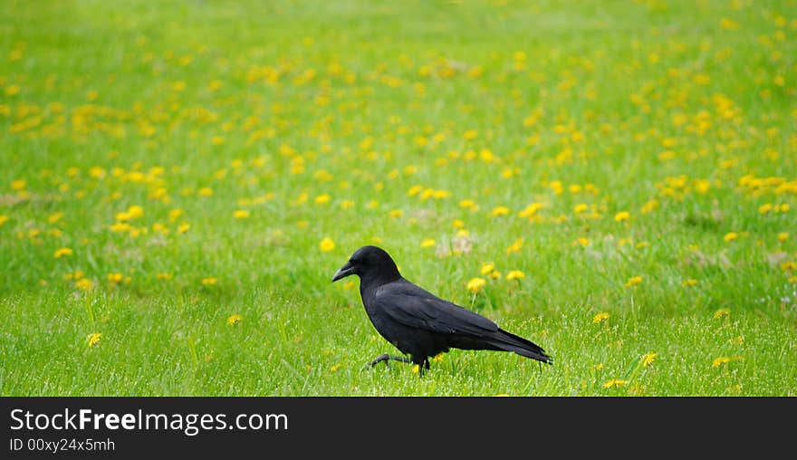 Walking Crow