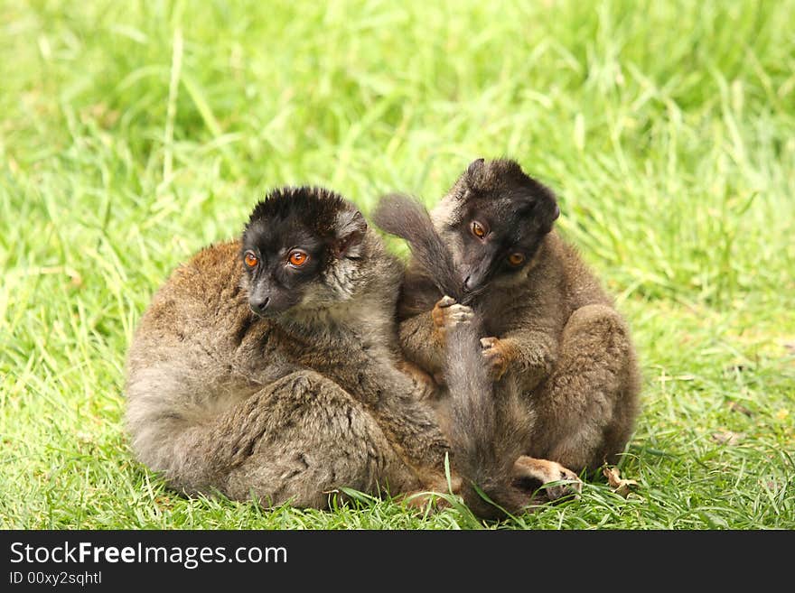 Photo of Brown Lemurs on Safari